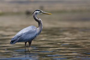 Great Blue Heron (Nature Poetry)