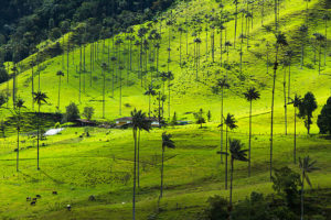 Wax palms in Quindío, Colombia
