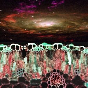 Becoming Other: The Lens of Science Fiction