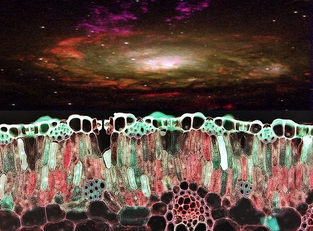 Becoming Other: The Lens of Science Fiction