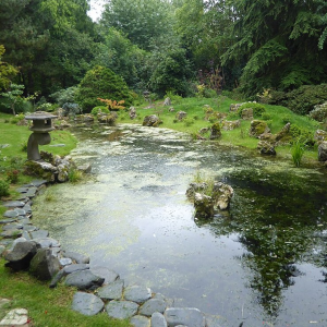 A pond in a Japanese-style garden